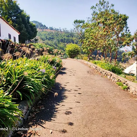 Free Canari - Alamos 8