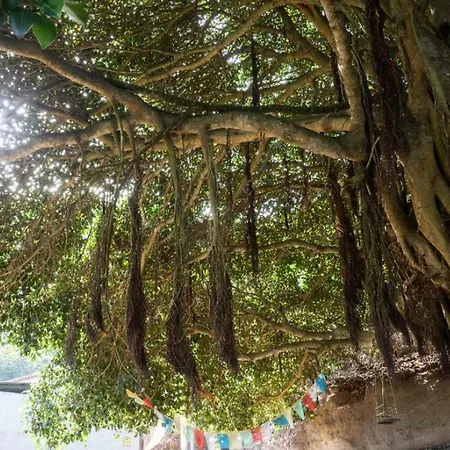 Free Canari - Alamos 8 Campismo de Luxo Tegueste