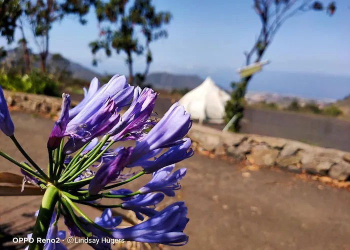 خيمة فخمة Free Canari - Alamos 8 *