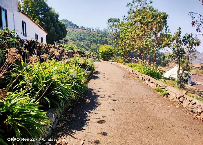 Free Canari - Alamos 8