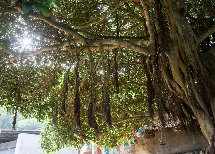 Free Canari - Alamos 8 Luxuszelt Tegueste