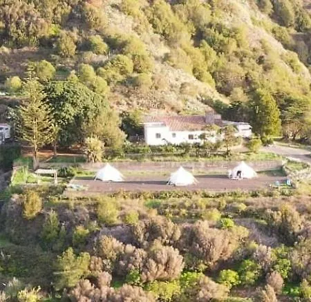 Free Canari - Alamos 8