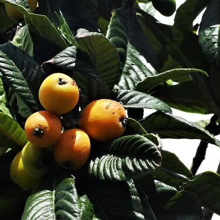 Free Canari - Alamos 8 特格斯特