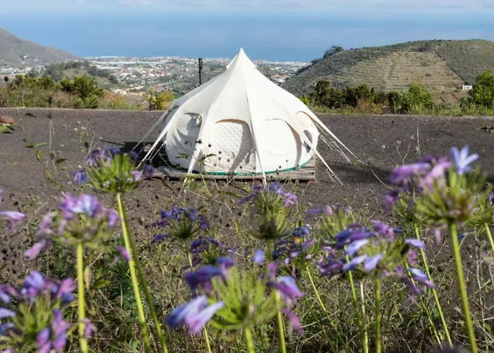 Free Canari - Alamos 8