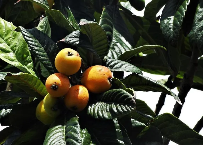 Free Canari - Alamos 8 Tegueste