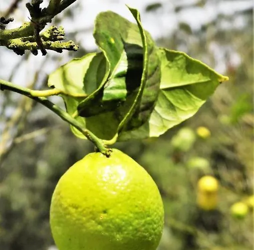 Lyxtält Free Canari - Alamos 8 Tegueste
