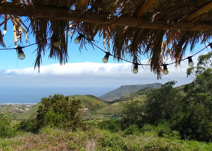 Free Canari - Alamos 8